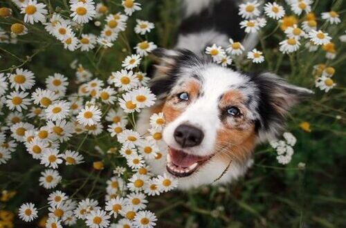 dog